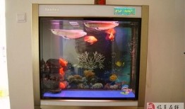 鱼缸在线观看,在线观赏水族之美